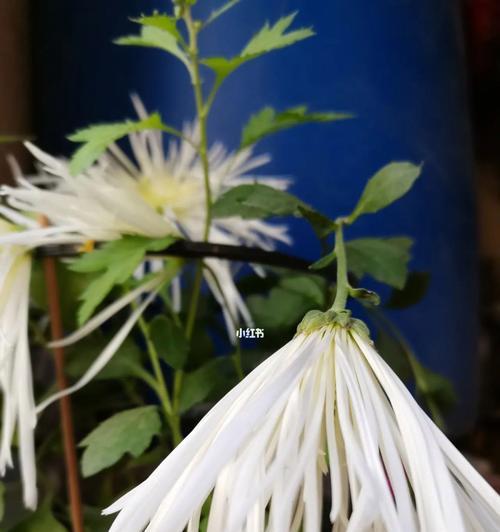 白菊花的象征意义与传统用途（探索白菊花的内涵与文化价值）