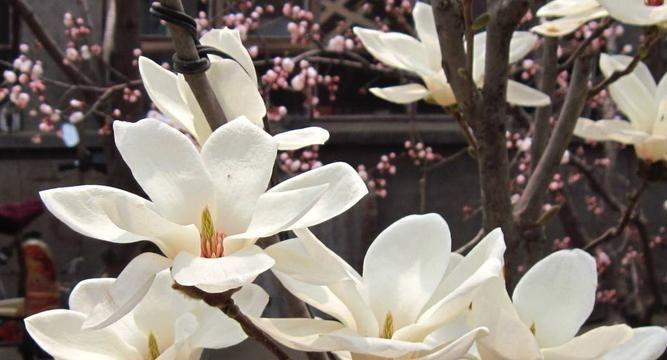 白兰花的花语与象征意义（探究白兰花的神秘之美与内涵）