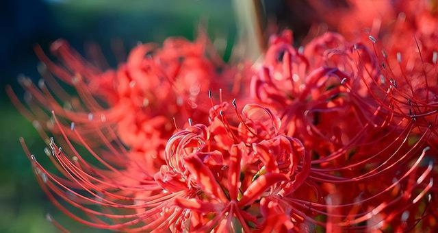 白色彼岸花的花语与寓意（探索白色彼岸花的神秘世界）