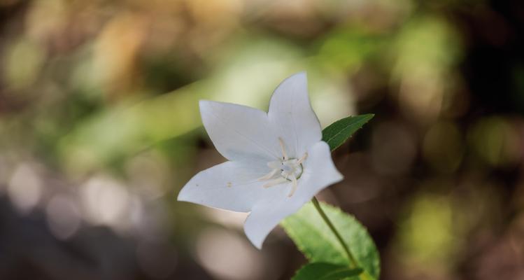 白色桔梗花的寓意与象征（探寻纯洁与希望的花海）