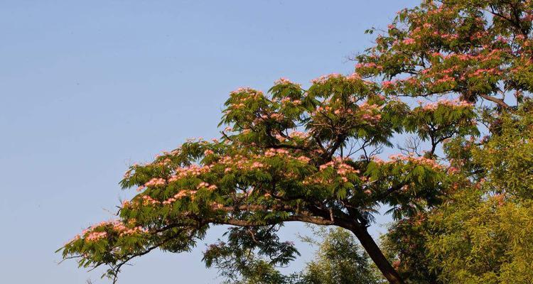 芙蓉树盆景怎么养（盆栽芙蓉花的养殖方法）