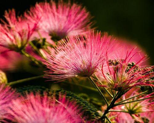 芙蓉树盆景怎么养（盆栽芙蓉花的养殖方法）