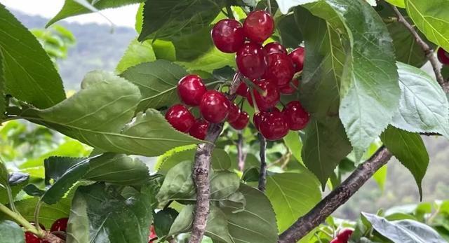 车厘子树怎么修剪（车厘子种植技术）