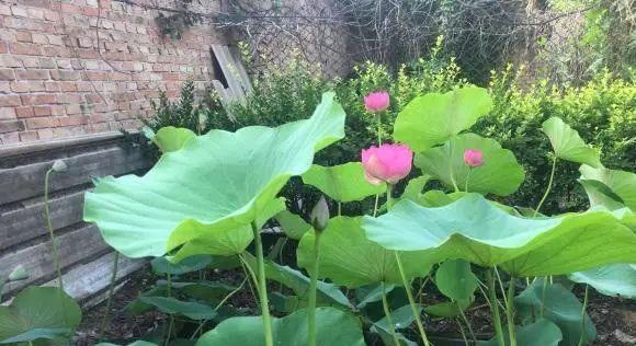 什么时候种莲藕（有关莲藕种植方法与管理）