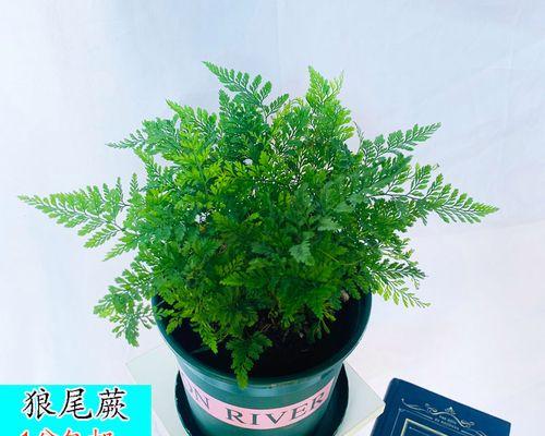 蕨类植物有哪些特征（常见的蕨类植物推荐）