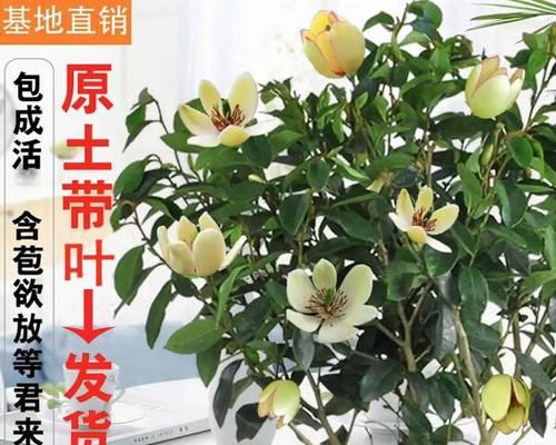 四季含笑花好养吗（四季含笑花养护小妙招）