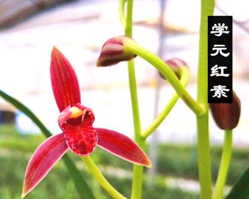 兰花什么时候开花（观赏兰花花期简介）