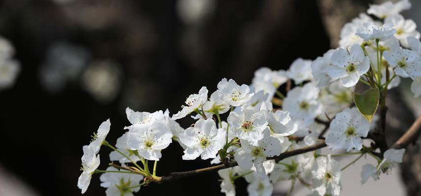 梨花花期多长时间（有关梨花的养护要点）