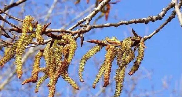 植物靠什么传播种子（盘点十种植物传播方式）