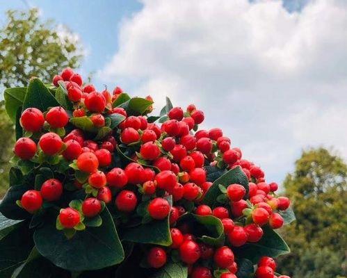 相思豆是什么植物（有关相思豆的种植技术）