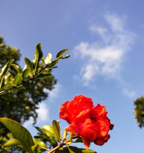 石榴花的花语（探寻石榴花的神奇之处与隐含的美好寓意）