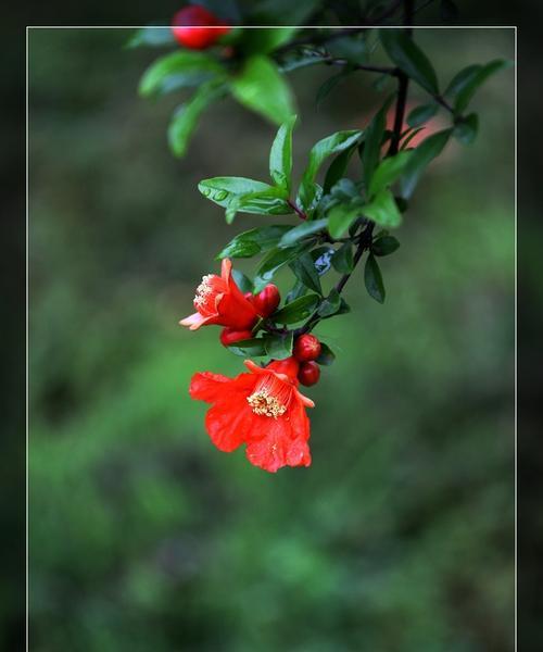 石榴花风水的神秘力量（揭开石榴花风水的奥秘）