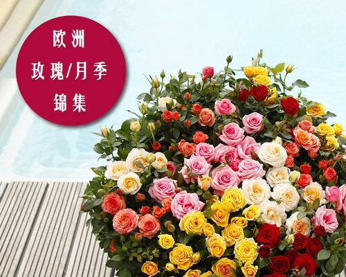 室内养月季的乐趣（让花香弥漫你的家）