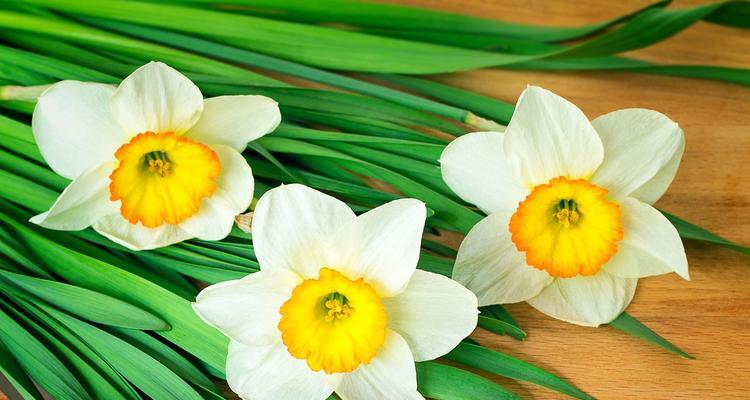 水仙花的花语与象征（探寻水仙花的美丽与深意）