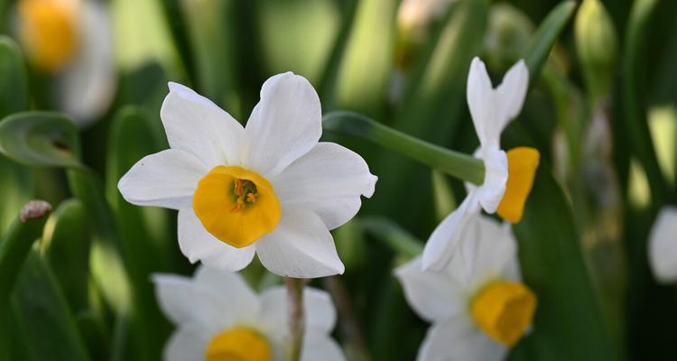 水仙花（探索水仙花在日本文化中的意义与传承）