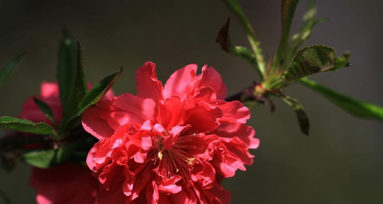 桃花之美（桃花的特点及魅力）