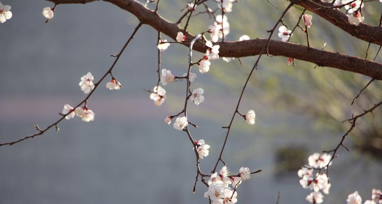 庭院梅花的寓意和美（春寒料峭中的希望与坚韧）