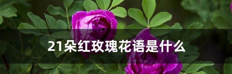 21朵玫瑰花语（用花语诠释浪漫）