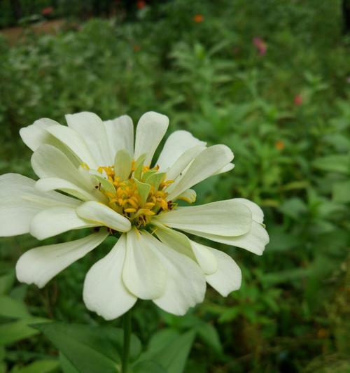 白菊花的花语与寓意（探寻白菊花的美丽与哲理）