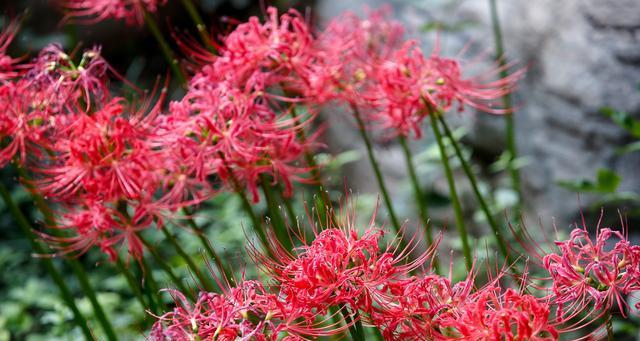 白色彼岸花的花语与传说（探寻花海中的神秘力量）