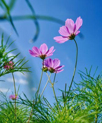 白色波斯菊花语（白色波斯菊的美丽花语与象征意义）