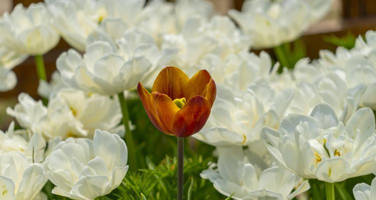 白色郁金香的花语（神秘的白色郁金香花语揭示了什么）