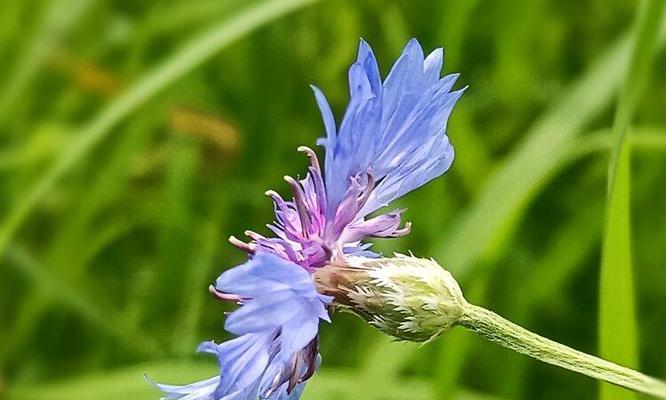 矢车菊花语的启示——白羊座的守护花（用矢车菊的坚毅与勇气开启白羊座的新篇章）