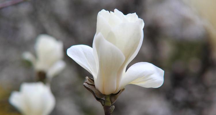 白玉兰花（探寻白玉兰花的花语与文化内涵）