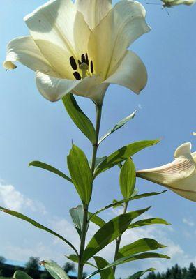 百合花的象征意义与寓意（揭示百合花的五种象征意义及文化内涵）