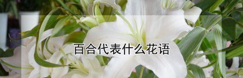 百合花的含义与花语（探秘百合花的象征意义）