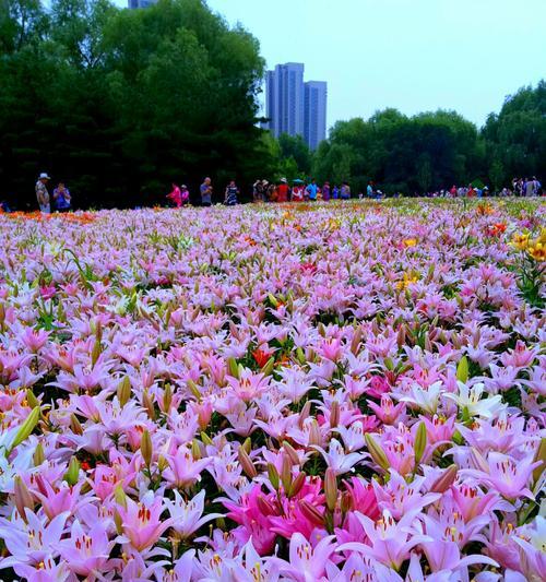 百合花的代表意思与象征——洁白与守护（探寻百合花所蕴含的纯洁与守护之美）