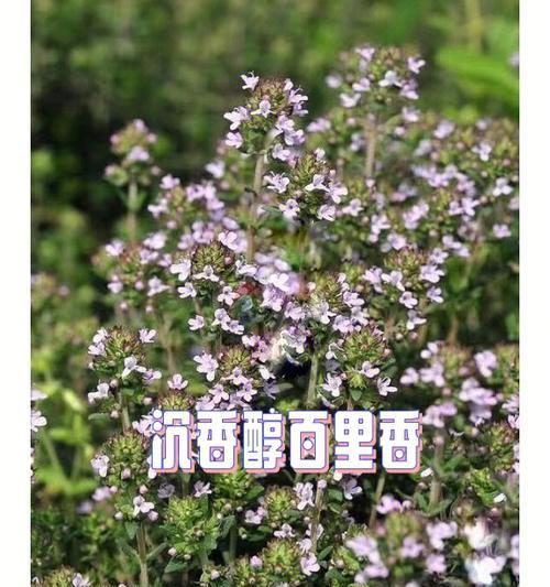 百里香的花语——传递着坚毅与希望的力量（探索百里香花语的丰富内涵）