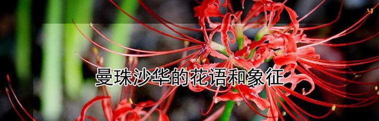 彼岸花（探寻彼岸花所代表的深刻意义）