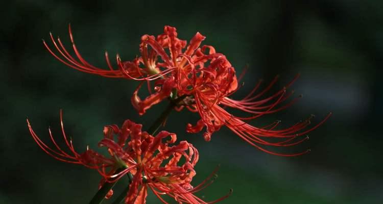 彼岸花的花语与传说（揭开彼岸花的花语之谜）