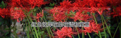 彼岸花（探寻彼岸花的花语和神秘魅力）