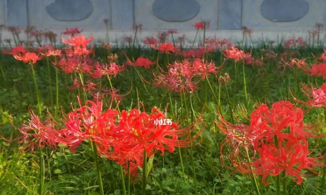 彼岸花花语与人生哲理（唤醒内心的彼岸花）