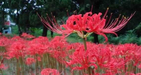 彼岸花的花语与寓意（一朵花的传说——彼岸花的美丽与象征意义）