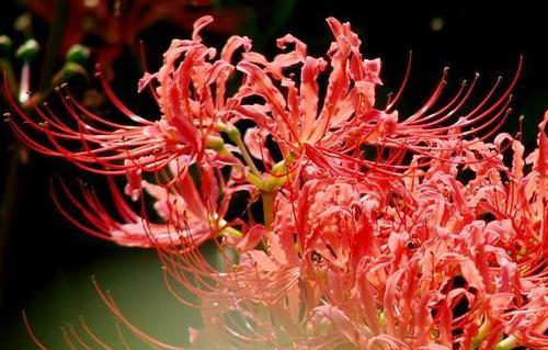 彼岸花的花语与寓意（一朵花的传说——彼岸花的美丽与象征意义）