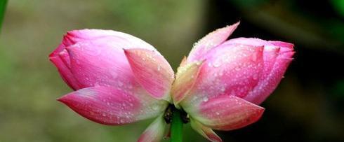 并蒂莲的花语（寓意美好的并蒂莲花）