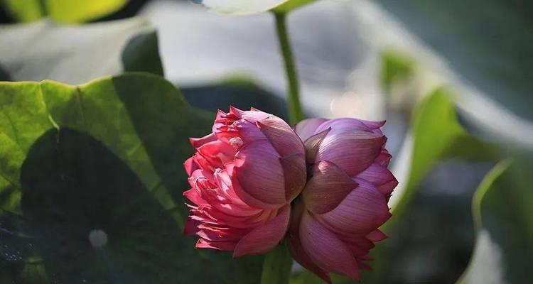 并蒂莲的象征意义与内涵（美丽并行的生命之花）