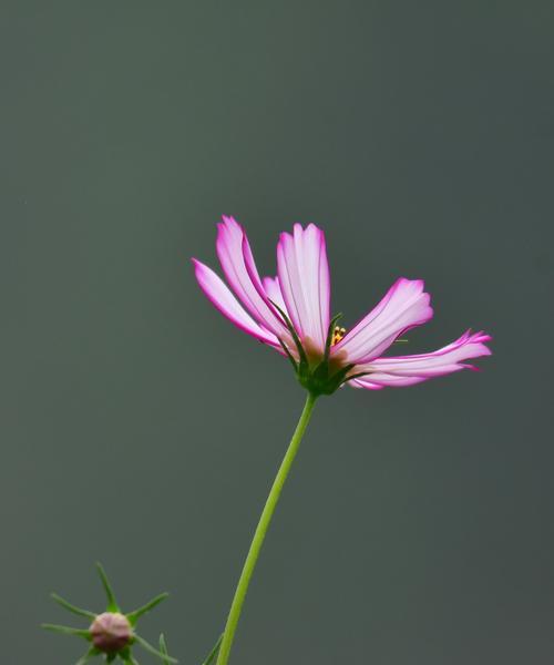 以波斯菊的花语波斯菊的传说（波斯菊花语的意义与神秘）