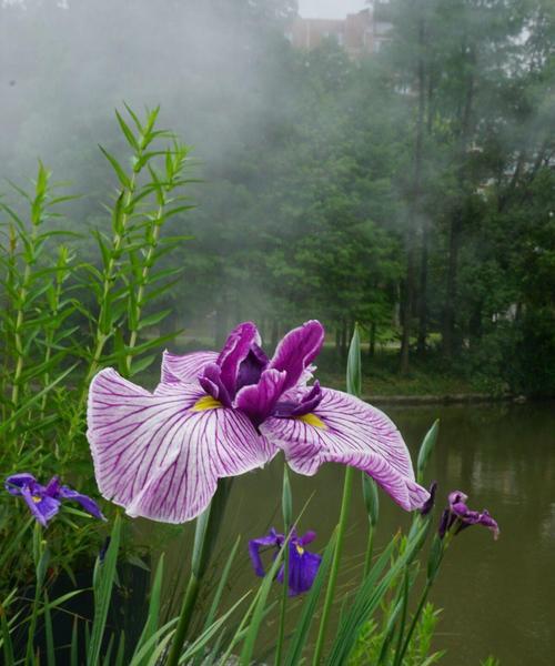 菖蒲的花语及文化背景（菖蒲花开之意蕴与传统文化的交融）