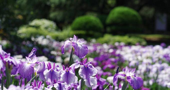 菖蒲花语的美丽意义（探寻菖蒲花语的深层内涵）