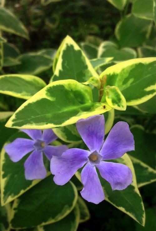 常春藤花语（神秘与优雅的蔓延）