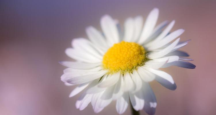 雏菊花（白雪般的纯洁勇敢面对困境）