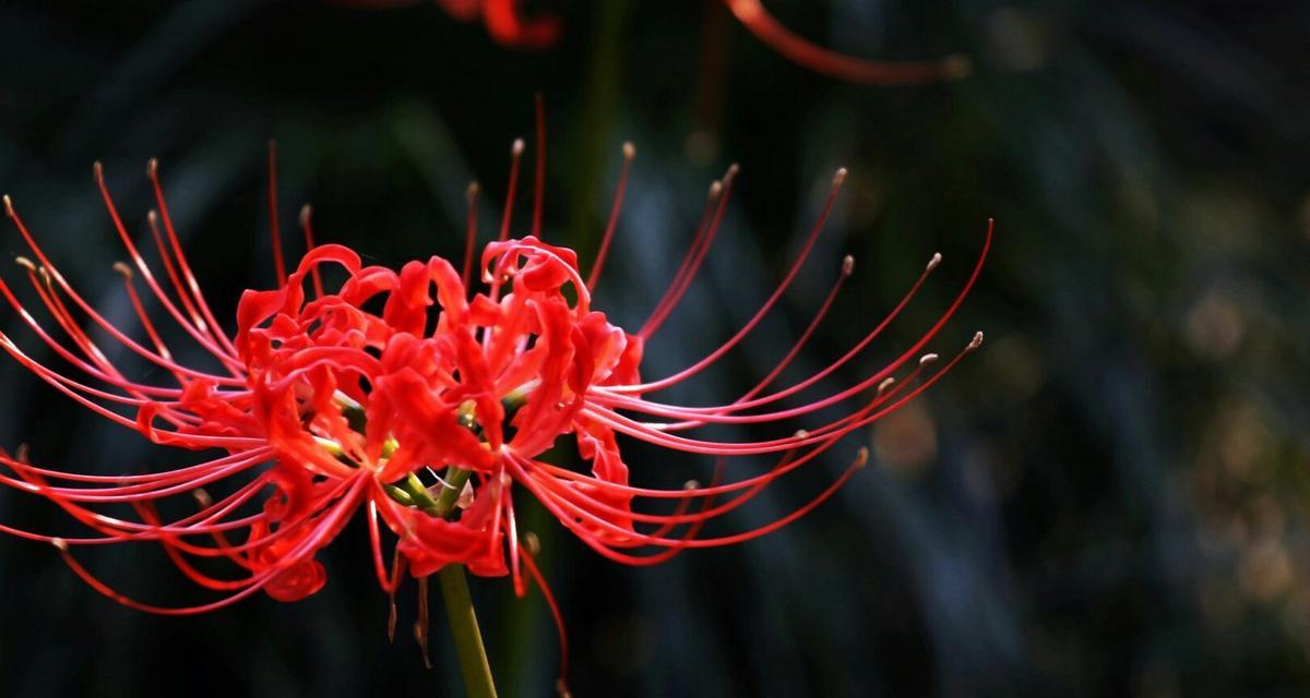 打结花的花语与意义（探索鲜花语言）