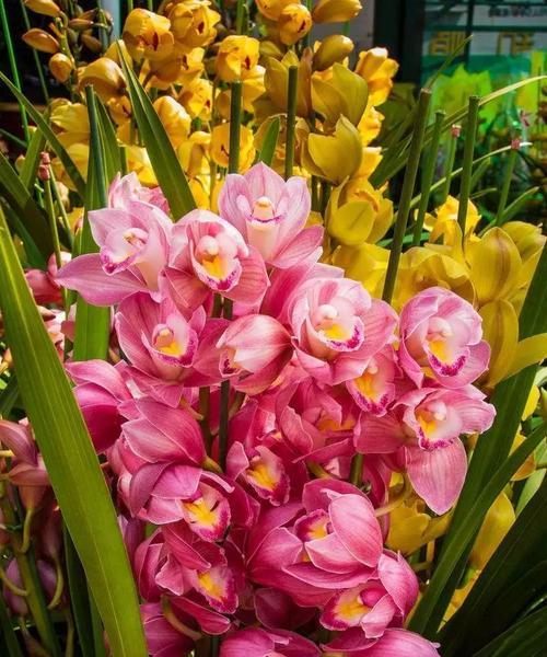 大花蕙兰——高贵典雅的花语之美（馨香芬芳）