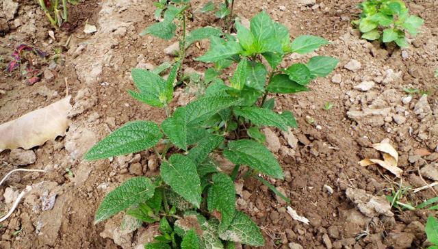 冬虫夏草如何种植（有关冬虫夏草种植技术）