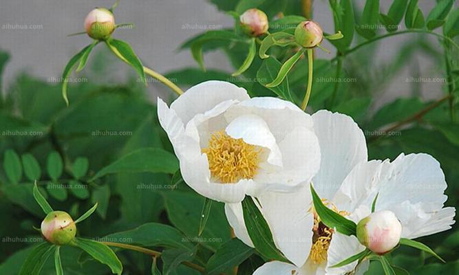 白芍怎么种植（白芍种植技术与栽培管理）