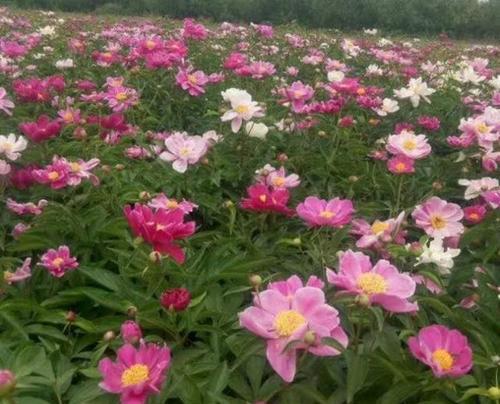 白芍怎么种植（白芍种植技术与栽培管理）